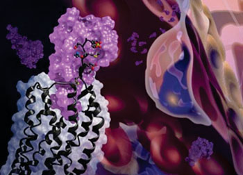 Image: The newly solved structure of the CXCR4 receptor (black) in complex with a chemokine (purple surface). The background shows cell migration, a process driven by chemokines interacting with receptors on cell surfaces (Photo courtesy of Katya Kadyshevskaya, University of Southern California).