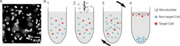 Image: Glass microbubbles labeled with phycoerythrin-conjugated biotin (A). Schematic of buoyancy activated cell sorting (BACS). Surface-functionalized glass microbubbles bind to target cells after a brief rotary mixing (1-3). Cells attached by glass microbubbles float and are separated spontaneously by buoyancy (4) (B) (Photo courtesy of Technology).