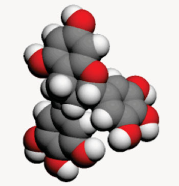 Image: Space-filling molecular model of epigallocatechin gallate (EGCG)(Photo courtesy of Wikimedia Commons).