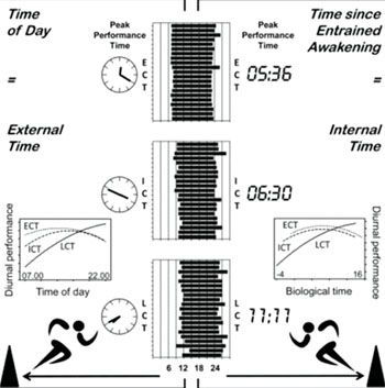 Image:  Graphical summary of a new study showing that athletic performance (and therefore sport event outcome) also depends on the circadian rhythms of individual athletes (Photo courtesy of University of Birmingham and Cell Press).