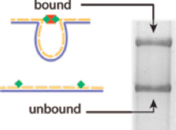 Image: Programmable, self-assembled DNA nanoswitches serve both as templates for positioning molecules, and as sensitive, quantitative reporters of molecular association and dissociation. The figure depicts gel electrophoresis separation of linear and closed loop DNA strands (Photo courtesy of Harvard Medical School).