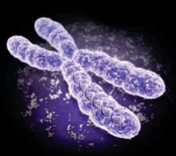 Image: Human males have a single copy of the X-chromosome (Photo courtesy of the University of North Carolina).