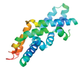 Image: Molecular model of the protein Saposin C (Photo courtesy of Wikimedia Commons).