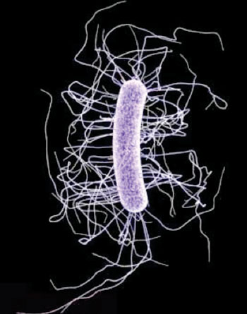 Image: The ultrastructural morphology exhibited by a single Gram-positive Clostridium difficile bacillus (Photo courtesy of Melissa Brower/CDC).