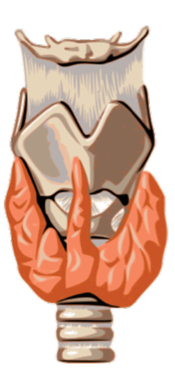 Image: The thyroid gland as present on the human trachea (Photo courtesy of Wikimedia Commons).