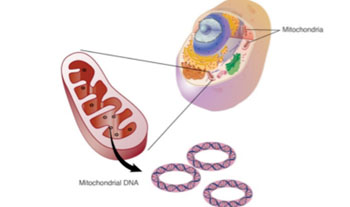 Image: The Mseek technique uses enzymes to purify mitochondrial DNA by deleting the nuclear DNA, leaving behind the pure mitochondrial DNA to be sequenced (Photo courtesy of the Middle East Molecular Biology Society).