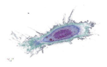Image: Mouse reticular fibroblast imaged with the 3D Cell Explorer (Photo courtesy of Nanolive).