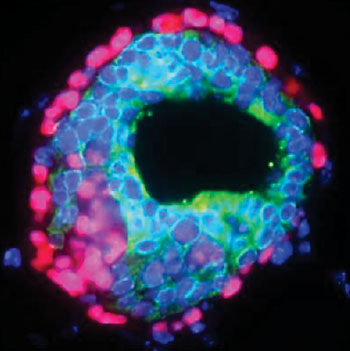 Image: Inhibitor of differentiation 4 positive (ID4+) stem cells are in red, luminal cells in green, and all cells are marked with blue nuclear dye (Photo courtesy of Garvan Institute of Medical Research).