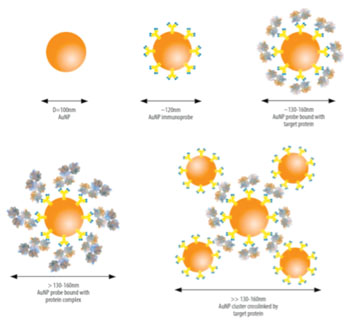Image: Illustration of the NanoDLSay light scattering assay for detecting target analytes by measuring nanoparticle size change (Photo courtesy of Nano Discovery Inc.).