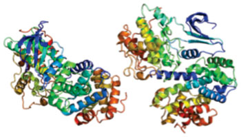 Image: Structure of the CCNA2 (cyclin A2) protein (Photo courtesy of Wikimedia Commons).