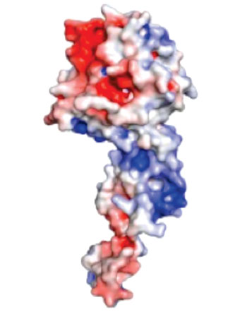Image: A protein — shown in red, white, and blue — typically coats the genome of the Ebolavirus, providing protection from enzymes that can destroy the virus’s genetic material. This protein coat is removed to allow the virus to replicate its genome in infected cells. Interfering with the removal and the return of the protein coat to the viral genome can kill the Ebola virus, a discovery that opens the door to more effective treatments (Photo courtesy of Washington University School of Medicine).