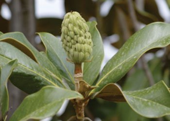 Image: Seed cone from Magnolia grandiflora, a primary source of honokiol (Photo courtesy of Wikimedia Commons).