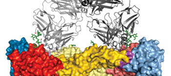 Image: Illustration of the 3D structure of antibody complexes for all four serotypes bound to the Dengue virus envelope protein (Image courtesy of Institut Pasteur).