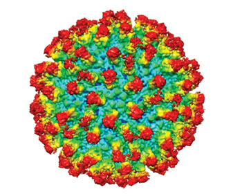 Image: Illustration of human patient antibodies binding to a Dengue virus particle (Image courtesy of Imperial College London).