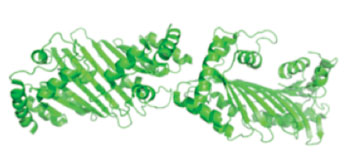 Image: Representation of a member of the APOBEC family of deaminase enzymes (Photo courtesy of Wikimedia Commons).