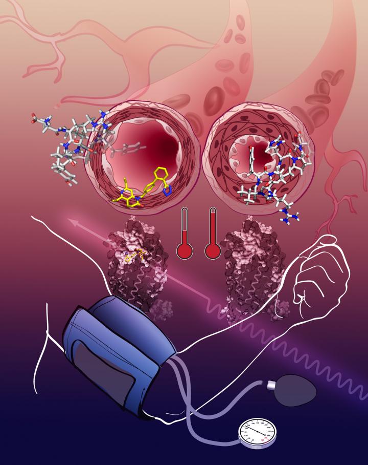 Image: This is an illustration of the effects of angiotensin on the AT1R (vasoconstriction, high blood pressure) compared to blocking the receptor (relaxed blood vessel, normal blood pressure) (Photo courtesy of USC - the University of Southern California).