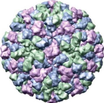 Image: X-ray crystallographic structure of the norovirus capsid (Photo courtesy of Wikimedia Commons).