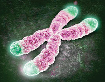 Image: Telomeres at the end of the chromosomes protecting against DNA deterioration (Photo courtesy of Dr. Joseph Raffaele, MD).