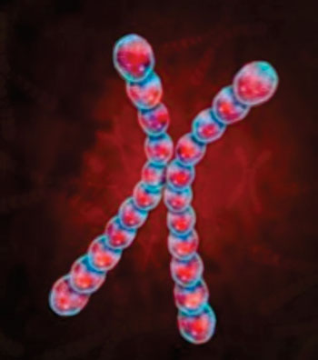 Image: Artist\'s illustration of an X-chromosome. Investigators showed how the lncRNA Xist orchestrates the silencing of all genes across the entire chromosome (Photo courtesy of the California Institute of Technology).