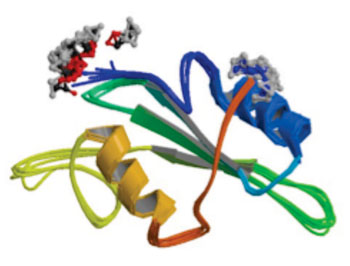 Image: Molecular model of IL2 inducible T-cell kinase (ITK) enzyme (Photo courtesy of Wikimedia Commons).