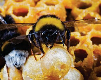Image: The genomes of two key bumblebee species create a buzz in the fields of pollination and immunology: Shown Bombus terrestris, of which the first genome sequences and studies were now reported (Image courtesy of Sadd BM, Barribeau SM, et al., Genome Biology, April 2015)