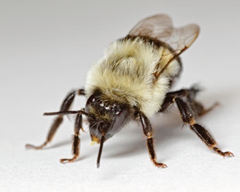 Image: The genomes of two key bumblebee species create a buzz in the fields of pollination and immunology: Shown Bombus impatiens, of which the first genome sequences and studies were now reported (Image courtesy of Sadd BM, Barribeau SM, et al., Genome Biology, April 2015)