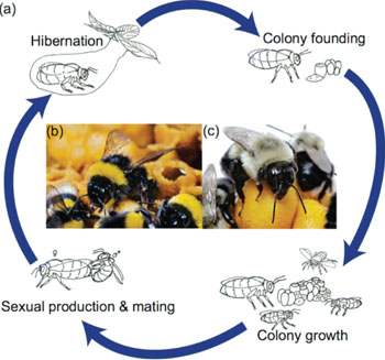 Image: An illustrative colony cycle of bumblebee species living in temperate regions, representative of the colony cycles of Bombus terrestris (b) and Bombus impatiens (c), of which the first genome sequences and studies were now reported (Image courtesy of Sadd BM, Barribeau SM, et al., Genome Biology, April 2015).