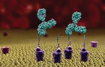 Image: Alphamers (purple) act as homing beacons, attracting pre-existing anti-alpha-Gal antibodies (green) to the bacterial surface (Photo courtesy of Altermune Technologies).