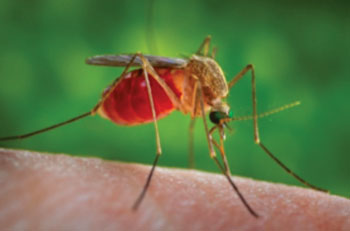 Image: Mosquitoes are known to infect people and animals with West Nile virus. Studying West Nile virus infection in mice, researchers have shown that the antiviral compound interferon-lambda tightens the blood-brain barrier, making it harder for the virus to invade the brain (Photo courtesy of the CDC – [US] Centers for Disease Control and Prevention).