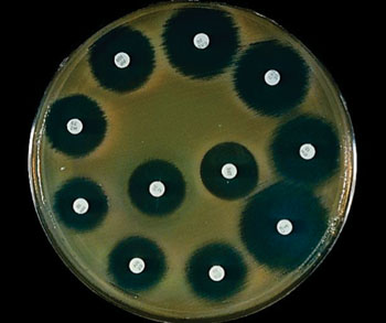 Image: An antibiogram showing a culture plate with different antibiotic discs and bacterial sensitivity (Photo courtesy of World Health Organization).