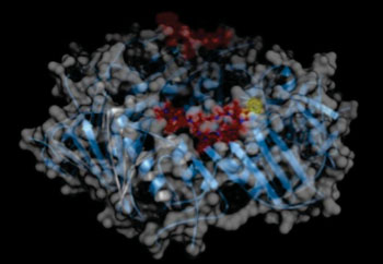 Image: DNA polymerase forms a homodimeric ring (shown as blue cartoon and surface representation). Each polypeptide chain binds one molecule of griselimycin (red). The optimized compound cyclohexylgriselimycin contains an additional cyclohexane moiety (yellow, shown only for the ligand in the foreground) (Photo courtesy of the Helmholtz Centre for Infection Research).