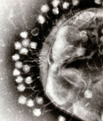 Image: Electron micrograph of bacteriophages attached to a bacterial cell. Phages were used to deliver programmable DNA nuclease to reverse antibiotic resistance and eliminate the transfer of resistance between strains (Photo courtesy of Wikimedia Commons).