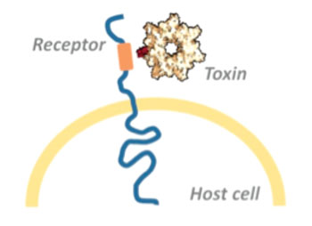 Image: Bacterial toxins usually exert their full deadly effect in the host cell\'s interior. The toxins overcome the cell membrane by binding to a surface receptor, which conveys them into the cell\'s interior (Photo courtesy of Dr. Panagiotis Papatheodorou, University of Freiburg).