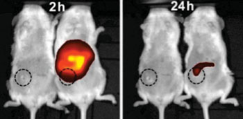 Image: After two hours, doxorubicin-carrying nanoparticles accumulated in cancer cells (red and yellow) in mice (left) and destroyed most of the tumor within a day (right) (Photo courtesy of the American Chemical Society).