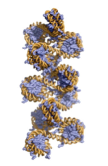 Image: Three-dimensional model of chromatin (Photo courtesy of Dr. Beat Fierze, Ecole Polytechnique Fédérale de Lausanne).