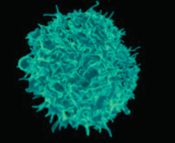 Image: A colorized scanning electron micrograph (SEM) of a T lymphocyte. Regulatory T-cells (Treg cells) are critically important for preventing the body’s immune response from going overboard and causing autoimmune disease (Photo courtesy of the [US] National Institute of Allergy and Infectious Diseases).