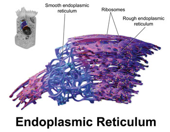 Image: Three dimensional rendering of the endoplasmic reticulum (Photo courtesy of Blausen Gallery 2014 via Wikimedia Commons).