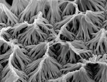 Image: Scanning electron microscope (SEM) image of a field of polypyrrole nanowires (Photo courtesy of Dr. Richard Borgens, Purdue University).
