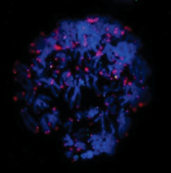 Image: During mitosis, a cell\'s chromosomes (blue) rapidly divide. When the ends of chromosomes called telomeres (green) are no longer protected by the protein TERF2, the cell receives a signal (red) to undergo cell death (Photo courtesy of the Salk Institute).