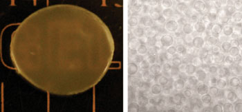 Image: Photograph (left) and optical microscopic (right) images of the new hydrogels with polyethylene glycol (PEG) microstructures developed to enable burst-free sustained-release of PEGylated protein drugs such as PEGylated interferon (Photo courtesy of A*STAR’s Institute of Bioengineering and Nanotechnology).