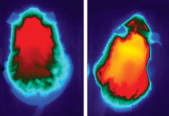 Image: In young but rapidly aging mice, high-fat diet feeding (right) ramps up heat production and metabolic activity relative to cooler mice fed a normal chow diet (left) (Photo courtesy of the Salk Institute).