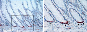Image: Normal human colonic crypts are pictured. SMOC-2 expression (red) in the colonic stem cells demonstrates that these cells are localized in the bottoms of the crypts. Bars represent 100 micrometers (left) and 50 micrometers (right) (Photo courtesy of the Weizmann Institute of Science).