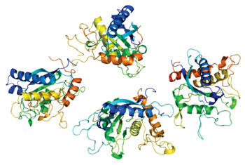 Image: Structure of the ADAM17 protein (Photo courtesy of Wikimedia Commons).