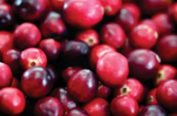 Image: Cranberries grown and harvested in Massachusetts (USA). Cranberry juice was found to lower risk of developing cardiovascular disease (Photo courtesy of Wikimedia Commons).