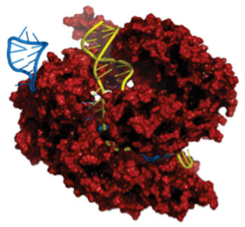 Image: CRISPR-Cas9 gene-editing complex from Streptococcus pyogenes (Photo courtesy of Harvard Medical School).