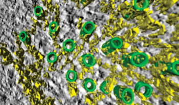 Image: A three-dimensional vies view of the mesh: microtubules (green tubes) of the mitotic spindle are held together by a yellow network, the mesh (Photo courtesy of the University of Warwick).