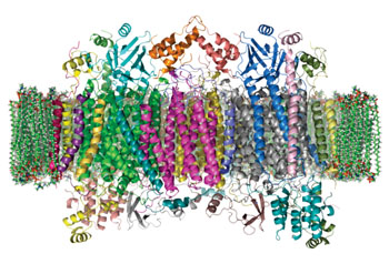 Image: The crystal structure of cytochrome c oxidase in a phospholipid bilayer. The intermembrane space lies to top of the image(Photo courtesy of Wikimedia Commons).