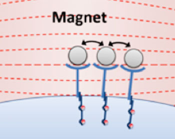 Image: Applying a magnetic field caused the nano-aAPCs—and their receptors—to cluster together, leading to T-cell stimulation (Photo courtesy of Dr. Karlo Perica, Johns Hopkins University).