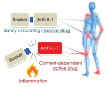 Image: The non-active drug is activated when it becomes localized at a site with excessive inflammation (Photo courtesy of Ben-Gurion University of the Negev).