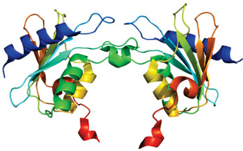 Image: Structure of the CDA protein (Photo courtesy of Wikimedia Commons).
